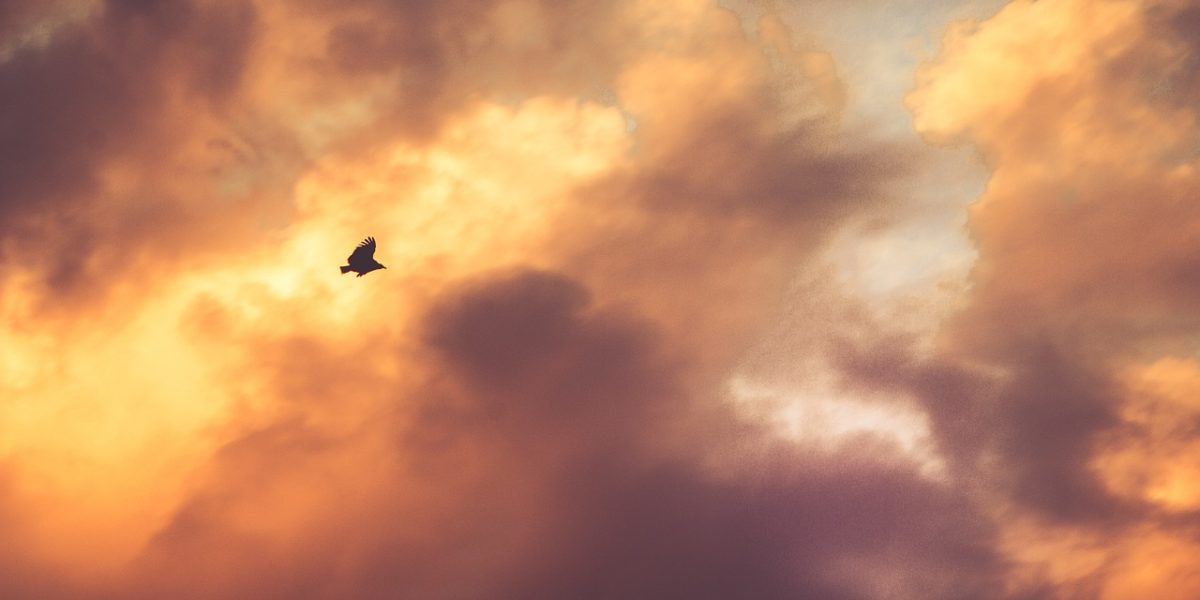 eagle freedom eagle freedom